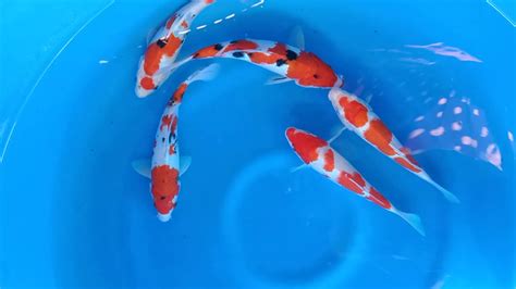 Harga Ikan Longfin Koi Agro Koi Farm Kediri Jual Ikan Koi