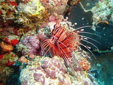 Diving Black coral reef