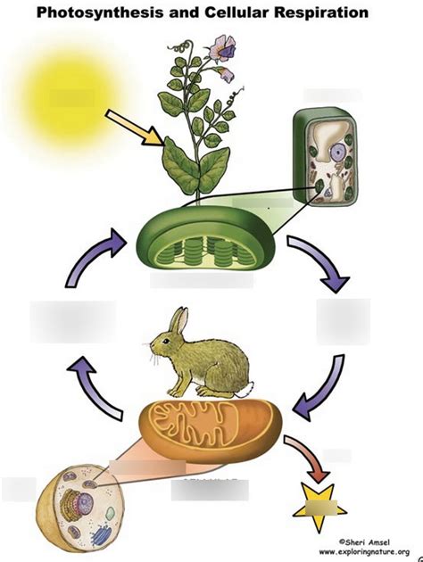 Unit Photosynthesis And Cellular Respiration Diagram Quizlet