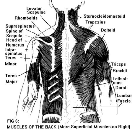 Upper Back Muscle Pain