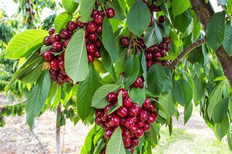 Aprender sobre 72 imagem pé de cerejeira fruta br thptnganamst edu vn