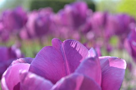 Flowers Golders Hill Park London Nw Flickr