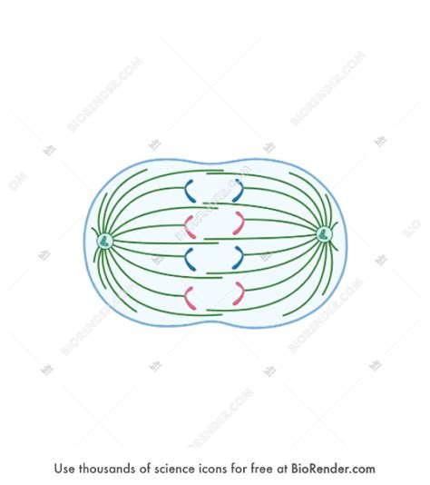 mitosis  early anaphase icons symbols images biorender