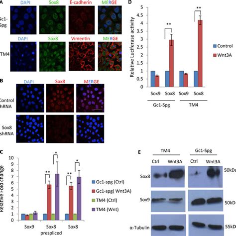 Upregulation Of Sox Upon Wnt A Conditioned Medium Treatment In Gc Spg