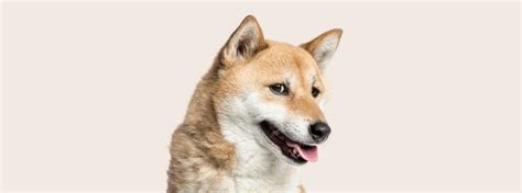 Shiba Inu Dog Breed Information Characteristics