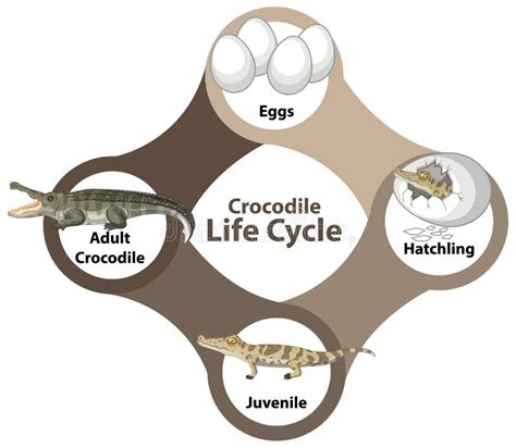 Life Cycle Of A Gecko