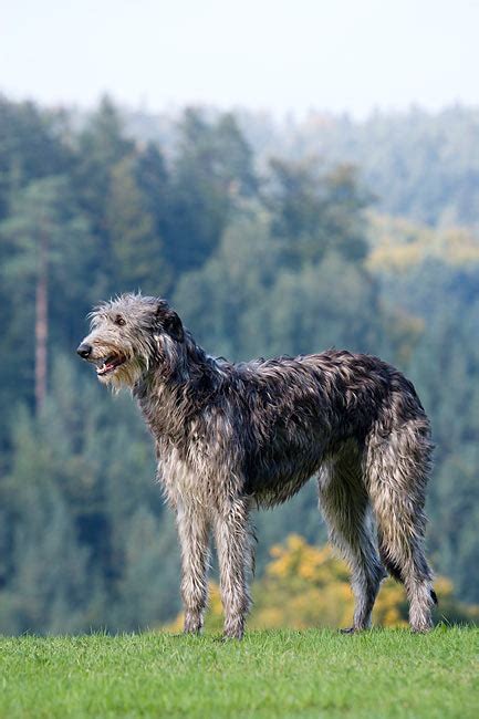 Scottish Animal Stock Photos Kimballstock