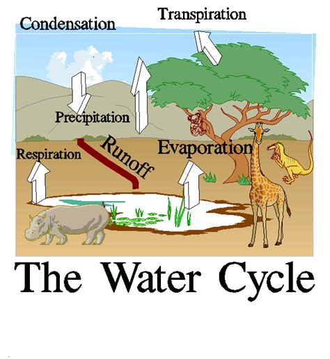 Water Cycle The Savanna Biome