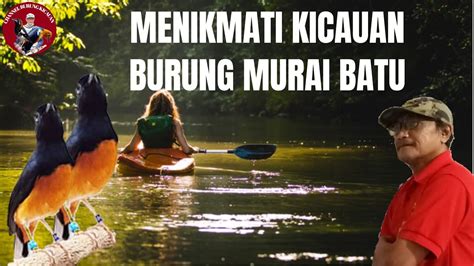 MENIKMATI KICAUAN BURUNG MURAI BATU DI PAGI HARI YouTube