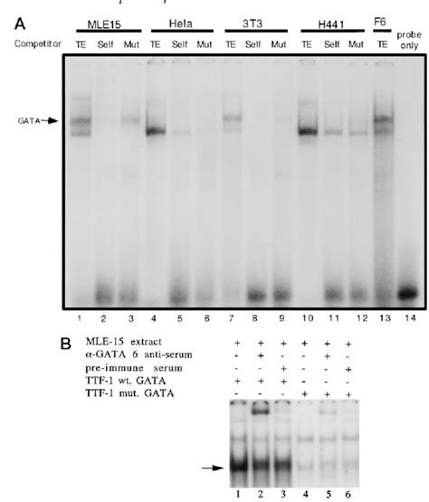 Figure 5 From GATA 6 Activates Transcription Of Thyroid Transcription