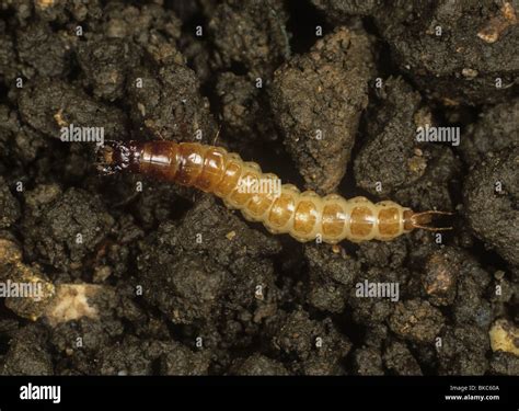 ground beetle larva carabidae unidentified predator  small