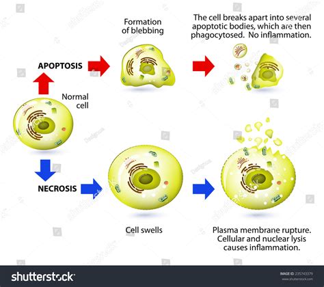 Apoptosis Necrosis Form Cell Death Structural Stock Vector 235743379