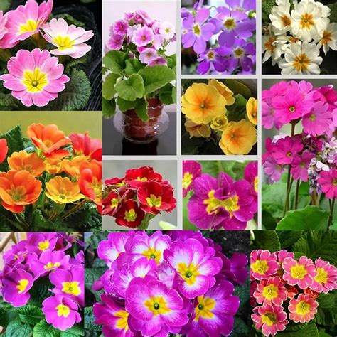 Amazon Garden Plant Seed Flower Seed Primula Vulgaris Mix Flower