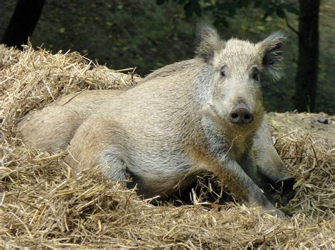 Wildschwein Sau Tier Kostenloses Foto Auf Pixabay Pixabay