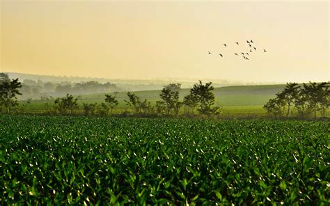 Green Leafed Plant Field Nature Landscape Hd Wallpaper Wallpaper Flare