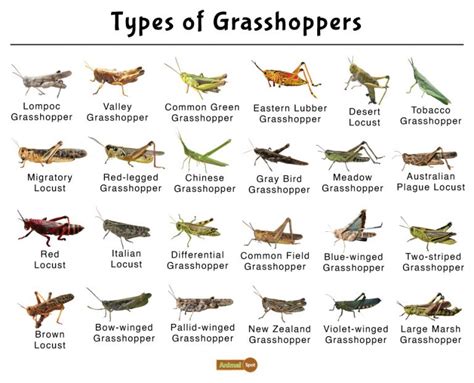 Grasshopper Facts, Types, Diet, Reproduction, Classification, Pictures