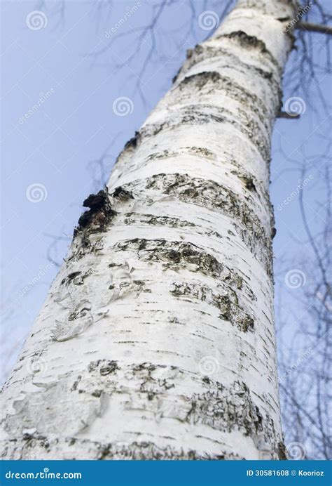 Birch Tree Trunk Stock Photo Image Of Tree Plant Nature 30581608