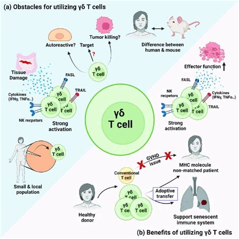 Obstacles And Benefits Of Utilizing T Cells For Clinical