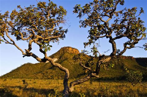 Tudo Sobre O Cerrado - Cerrado - Características do bioma terrestre, localização e importância