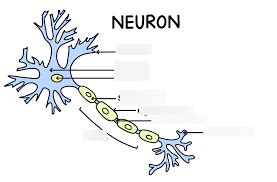 neuron labeling Diagram | Quizlet