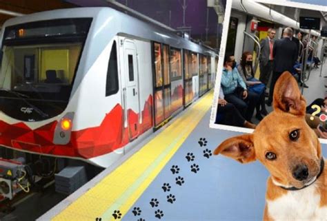 Metro De Quito Puedo Ingresar Con Mi Mascota Al Sistema De Transporte