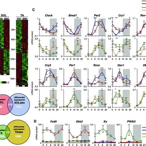 Activity Dependent Circadian Genes A Phase Map Of Differentially