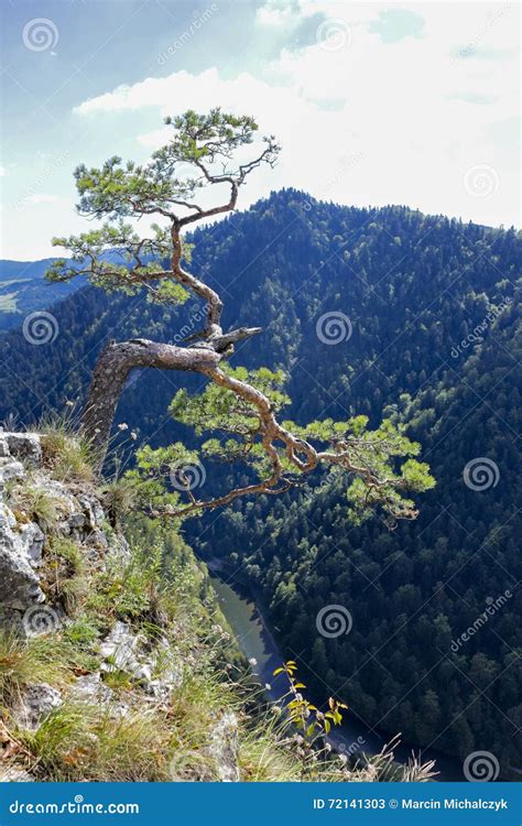 Twisted Pine Tree Top Sokolica Mountain Poland Stock Photos Free