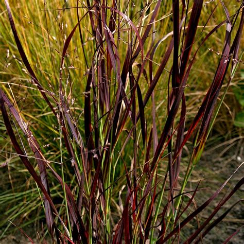 Shenandoah Red Switchgrass Panicum American Meadows