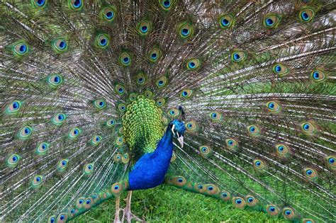 Peacock Peafowl Or Pavo Cristatus Indian Peafowl Adult Male Bird