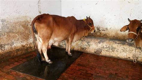 Indigenous Breed Cow Sahiwal Cows A2 Milk Best For Milk Purpose Indian