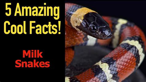 5 Fascinating Facts About Milk Snakes Youtube