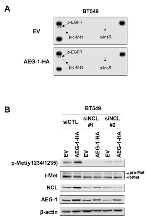 AEG 1 Promotes C Met Activating Tyrosine Phosphorylation And NCL