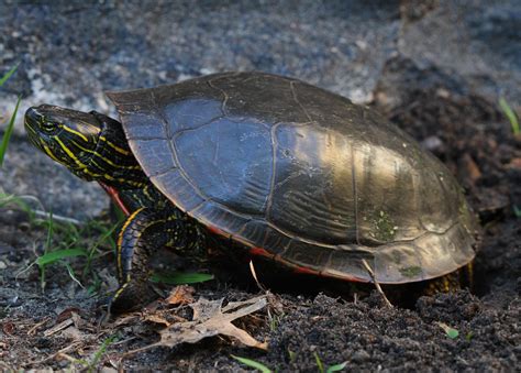 All of Nature: Painted Turtle Lays Eggs