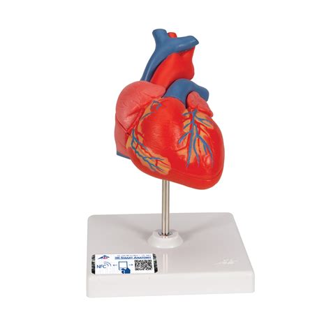 Anatomical Heart Model Anatomy Of The Heart Classic Heart Model