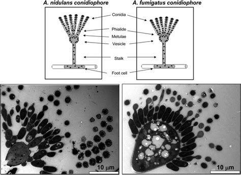 Aspergillus Nidulans Morphology