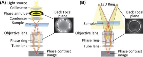 Collimated Led Light Sources For Microscopy Shelly Lighting