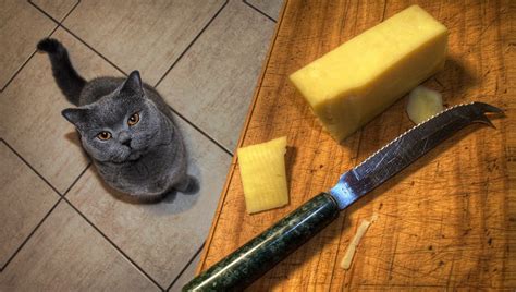 Cats Eating Cheese