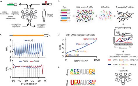 Human 5 Utr Design And Variant Effect Prediction From A Massively