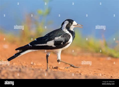 Magpie Lark Grallina Cyanoleuca Male Sitting On The Ground