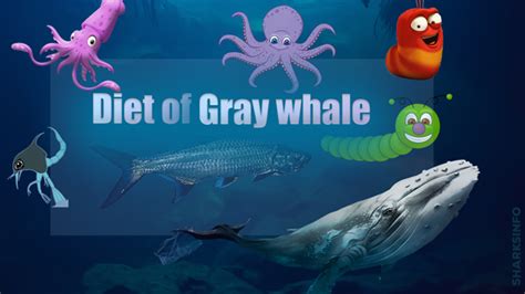 Gray Whale Facts And Information Guide - sharksinfo.com