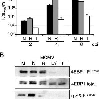 MCMV Replication Is Inhibited By Torin1 A Torin1 But Not Rapamycin