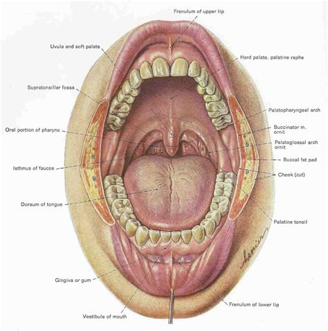 Mouth Teeth Diagram with Label - Health Images Reference