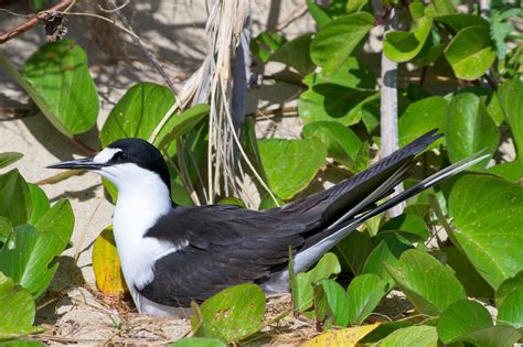 Sooty Tern | Audubon Field Guide