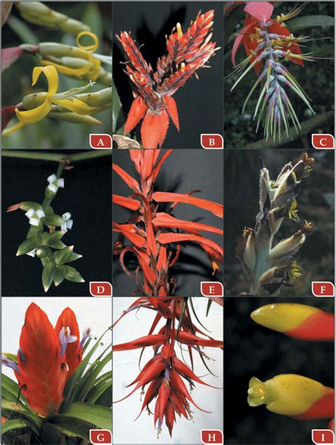 Examples of some bromeliads with diurnal anthesis: A) Alcantarea ...