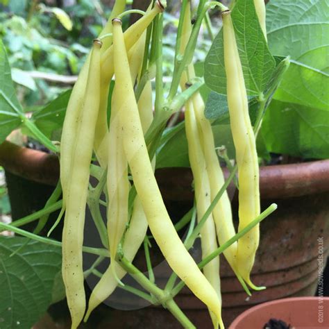 Dwarf French Bean Dior Seeds Agm Quality Seeds From Sow Seeds Ltd