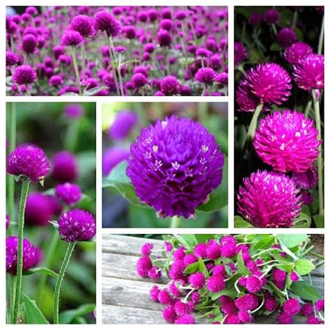 hat giong hoa cuc nut ao tim  hat