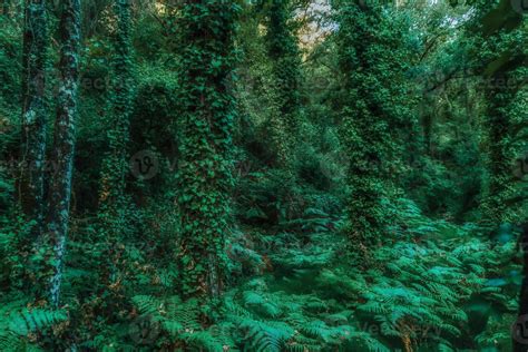 tropical forest landscape with ferns and leafy trees 10967996 Stock ...