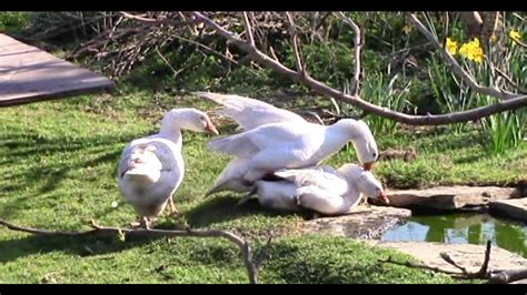 Geese Mating And Eggs Youtube