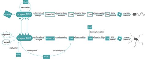 The Diagram Shows The Functional Cycle Of Bacterial Chemotaxis