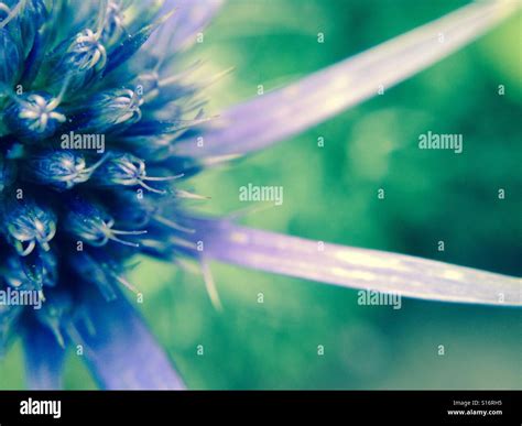 Sea holly flower Stock Photo - Alamy